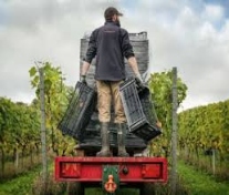 The Dell Vineyard