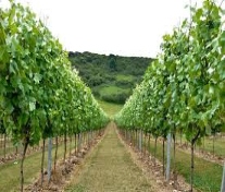 The Dell Vineyard