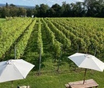 White Castle Vineyard