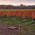 All Angels Sparkling Rosé 2018 (6 Bottles) Enborne, Berkshire, England - Image 8