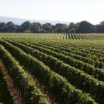 Ambriel Blanc de Noirs 2016 (6 Bottles) Pullborough, West Sussex, England - Image 7