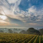 Ambriel Blanc de Noirs 2016 (6 Bottles) Pullborough, West Sussex, England - Image 5