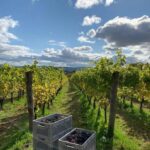Ambriel Blanc de Noirs 2016 (6 Bottles) Pullborough, West Sussex, England - Image 4