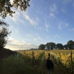 Astley Pinot Noir 6 Bottles) Stourport-on-Severn, Worcestershire, England - Image 9