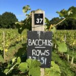 Astley Pinot Noir 6 Bottles) Stourport-on-Severn, Worcestershire, England - Image 7