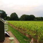 Astley Pinot Noir 6 Bottles) Stourport-on-Severn, Worcestershire, England - Image 5