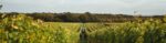 Balfour Leslie’s Brut NV (6 Bottles) Tonbridge, Kent, England - Image 3