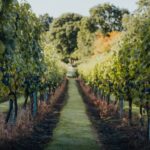 Birchden The Foxy Vixen Pinot Rosé (6 Bottles) Groombridge, East Sussex, England - Image 3