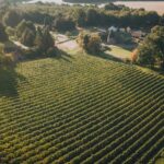 Birchden The Foxy Vixen Pinot Rosé (6 Bottles) Groombridge, East Sussex, England - Image 2