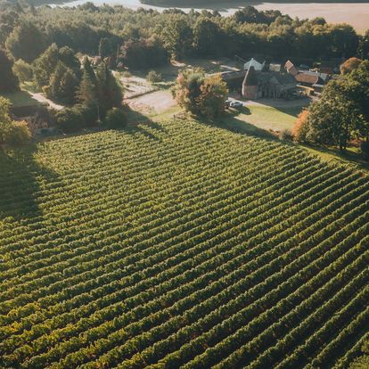 Birchden The Foxy Vixen Pinot Rosé (6 Bottles) Groombridge, East Sussex, England - Image 2