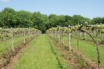 Bow in the Cloud Nine White Blend (6 Bottles), Malmesbury, Wiltshire, England - Image 2
