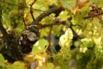 Bow in the Cloud Nine White Blend (6 Bottles), Malmesbury, Wiltshire, England - Image 6
