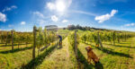 Breaky Bottom Marraine Pooks Seyval Blanc 2016 (6 Bottles) Lewes, East Sussex, England - Image 4