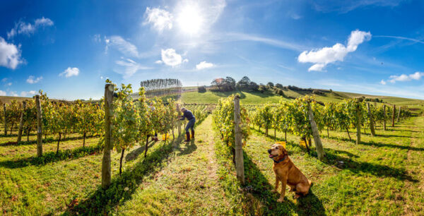 Breaky Bottom Geoffrey Aldred Chardonnay Cuvee 2018 (6 Bottles) Lewes, East Sussex, England - Image 4