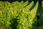 Breaky Bottom Marraine Pooks Seyval Blanc 2016 (6 Bottles) Lewes, East Sussex, England - Image 5