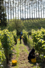 Breaky Bottom Marraine Pooks Seyval Blanc 2016 (6 Bottles) Lewes, East Sussex, England - Image 7