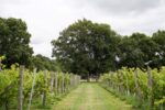 Brissenden English Sparkling Brut (6 Bottles) Ashford, Kent, England - Image 4