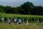 Brissenden English Sparkling Brut (6 Bottles) Ashford, Kent, England - Image 3