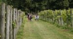 Brissenden English Sparkling Brut (6 Bottles) Ashford, Kent, England - Image 6