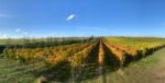 Burn Valley Bacchus 2023 (6 Bottles) Fakenham, Norfolk, England - Image 3