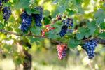 Burn Valley Bacchus 2023 (6 Bottles) Fakenham, Norfolk, England - Image 9