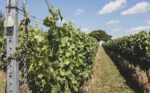 Burnt House Vineyard Bacchus 2023 (6 Bottles) Fakenham, Norfolk, England - Image 4
