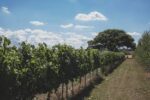 Burnt House Vineyard Bacchus 2023 (6 Bottles) Fakenham, Norfolk, England - Image 8