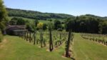 Coddington Vineyard Bacchus 2021 (6 Bottles) Ledbury, Herefordshire, England - Image 3