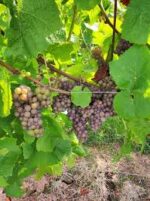 Coddington Vineyard Bacchus 2021 (6 Bottles) Ledbury, Herefordshire, England - Image 5