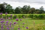 Coddington Vineyard Bacchus 2021 (6 Bottles) Ledbury, Herefordshire, England - Image 6