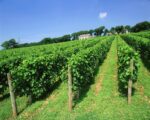 Camel Valley Sparkling Red 2021 (6 Bottles) Bodmin, Cornwall, England - Image 3
