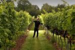 Dunesforde Sparkling Pinot Gris 2021 (6 Bottles) York, North Yorkshire, England - Image 4