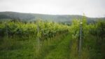 Everflyht Sparkling Brut NV (6 Bottles) Ditchling, East Sussex, England - Image 3