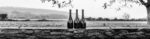 Everflyht Sparkling Brut NV (6 Bottles) Ditchling, East Sussex, England - Image 7