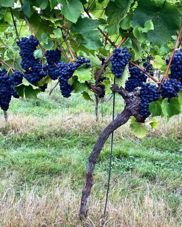 Forty Hall Vineyard Ortega 2023 (6 Bottles) Enfield, London, England - Image 4