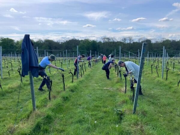Forty Hall Vineyard Ortega 2023 (6 Bottles) Enfield, London, England - Image 5