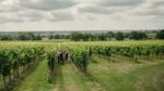 Gusbourne Down Field Vineyard Blanc de Meuniers 2018 (6 Bottles) Appledore, Kent, England - Image 5