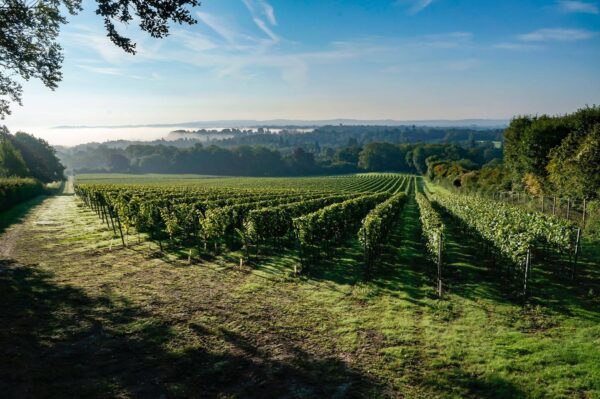 Greyfriars Vineyard Non Vintage Sparkling Cuvée (6 Bottles) Puttenham, Surrey, England - Image 2