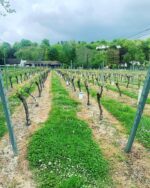Greyfriars Vineyard Classic Cuvée 2015 (6 Bottles) Puttenham, Surrey, England - Image 6