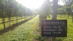 Greyfriars Vineyard Classic Cuvée 2015 (6 Bottles) Puttenham, Surrey, England - Image 7