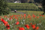 Halfpenny Green Wine Estate Sparkling Brut 2021 (6 Bottles) Staffordshire, England - Image 2