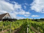 Halfpenny Green Wine Estate Sparkling Brut 2021 (6 Bottles) Staffordshire, England - Image 3