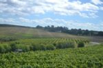 Halfpenny Green Wine Estate Sparkling Brut 2021 (6 Bottles) Staffordshire, England - Image 4