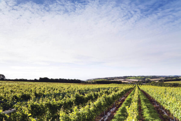 Knightor Winery Pinot Noir Rosé 2022 (6 Bottles) St Austell Bay, Cornwall, England - Image 2