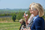 Knightor Winery Sauvignon Blanc Muscat Skin Fermented 2023 (6 Bottles) St Austell Bay, Cornwall, England - Image 5