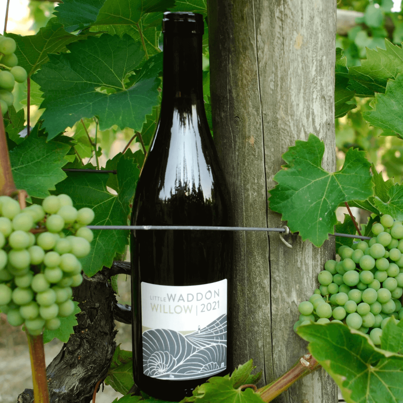 Little Waddon Col Fondo Sparkling White 2022 (6 Bottles) Waddon, Dorset, England - Image 12