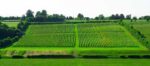 Meophams Phoenix Brut Rosé  2019 (6 Bottles) Meopham, Kent, England - Image 2
