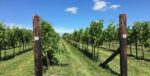 Poulton Hill Sloe de Vie (6 Bottles *tall neck) Cirencester, Gloucestershire, England - Image 6