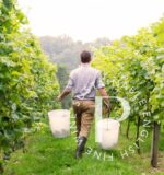 Penn Croft Sparkling Rosé 2020 (6 Bottles) Crondall, Hampshire, England - Image 2
