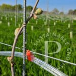 Penn Croft Sparkling Rosé 2020 (6 Bottles) Crondall, Hampshire, England - Image 3